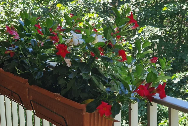 Fleurs sur un balcon