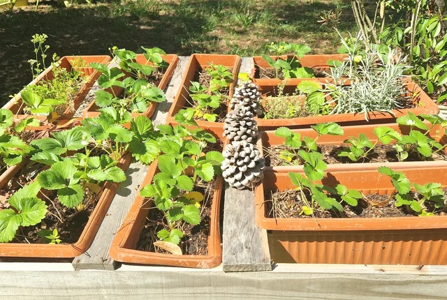 Le petit potager
